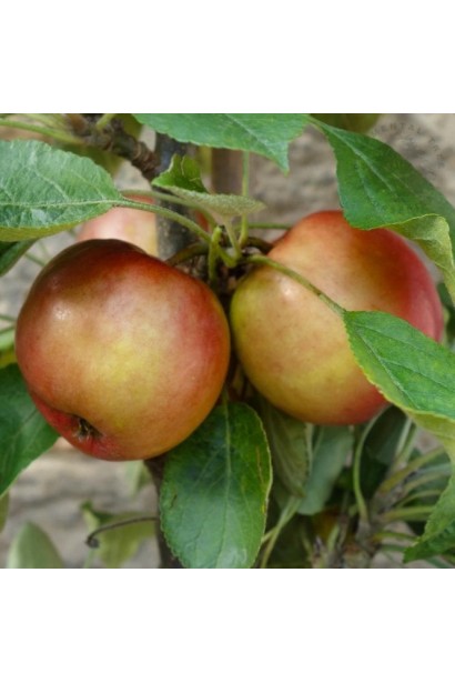 Яблуня Вікторія колоновидна дозрівання яблук